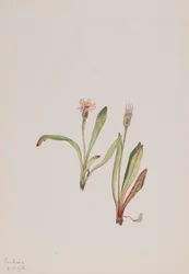 Falsk maskros Agoseris carnea, 1918.