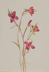 Farväl till våren Godetia amoena lilja, ca. 1930-talet.