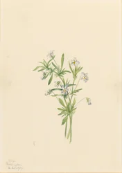Fältviol (Viola rafinesquii)