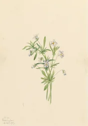 Fältviol Viola rafinesquii, 1919.