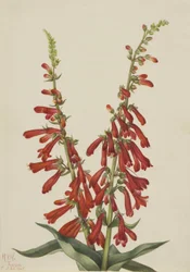 Eld Pentstemon (Pentstemon eatonii)
