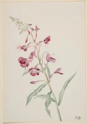 Brandgräs (Epilobium angustifolium)