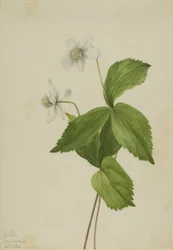 Skogsanemon (Anemone deltoidea)