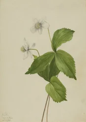 Skogssippan Anemone deltoidea, 1925.