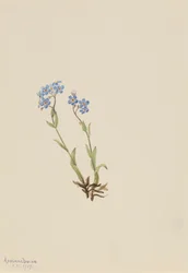 Förgätmigej Myosotis alpestris, 1907.