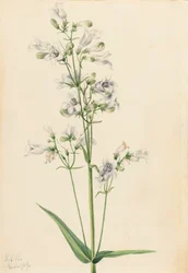 Foxglove Penstemon Penstemon digitalis, 1919.