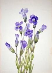 Fringed Gentiana Gentiana elegana, 1933.