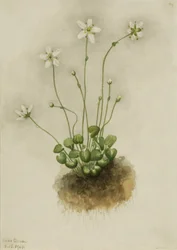Parnassia med fransar (Parnassia fimbriata)