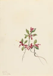 Fringad polygala (Polygala paucifolia)
