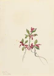 Fringed Polygala Polygala paucifolia, 1920.