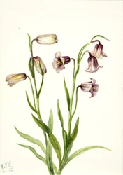 Fritillary Fritillaria biflora, 1935.