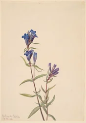 Gentiana (Gentiana affinis)