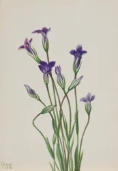 Gentiana (Gentiana holopetala)