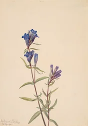 Gentiana Gentiana affinis, 1915.