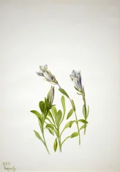 Gentian Gentiana nybär, 1938.