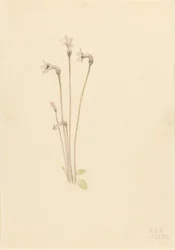 Spökpipa (Thalesia uniflora)