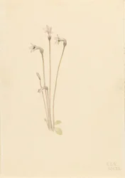 Spökrör Thalesia uniflora, 1920.