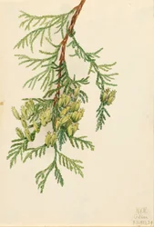 Jätte Arborvitae Thuja plicata, 1923.