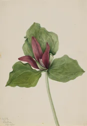 Jätte Trillium Trillium chloropetalum, 1921.