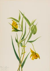 Gyllene felyktan Calochortus amabilis, 1936.