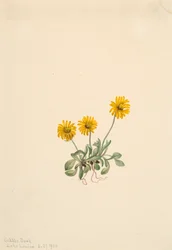 Gyllene loppor Erigeron aureus, 1904.