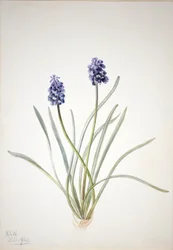 Druvhyacint (Muscari racemosum)