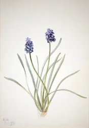 Druva Hyacinth Muscari racemosum, 1920.