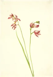 Gräsrosa orkidé Limodorum tuberosum, n.d.