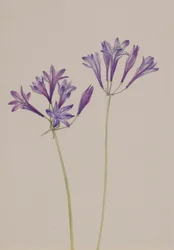 Gräsnöt Brodiaea laxa, 1933.