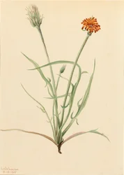 Gräsblad Agoseris Agoseris graminifolia, 1905.