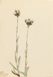 Grå kattfötter (Antennaria howellii)