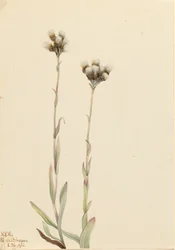 Grå kattfötter, Antennaria howellii, 1921.
