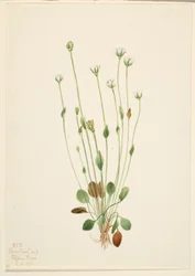 Grå rajgräs (Senecio canus)