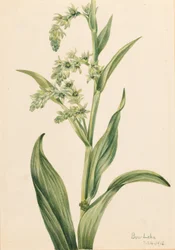 Grön björnkål (Veratrum viride)