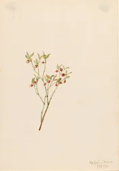Grouse Whortleberry Vaccinium scoparium, 1916.