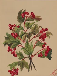 Grouseberry Viburnum americanum, 1880.