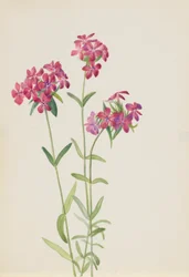 Hårig flox (Phlox amoena)
