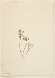 Vårens förkunnare (Erigenia bulbosa)
