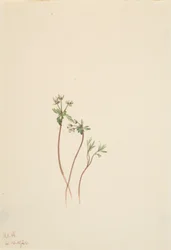 Vårens förebud Erigenia bulbosa, 1920.