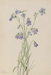 Harklöver (Campanula rotundifolia)