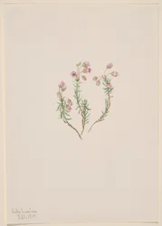 Ljung (Phyllodoce intermedia)