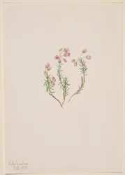Heather Phyllodoce intermedia, 1907.