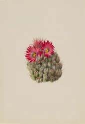 Igelkottskaktus Coryphantha arizonica, 1933.
