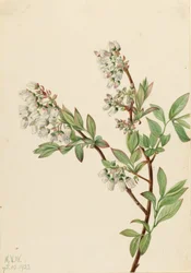Blåbär med hög buske (Vaccinium corymbosum)