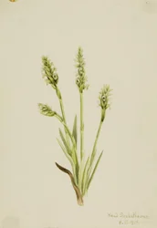 Kapuschongblommor (Ibidium strictum)