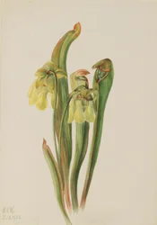 Krukväxt med huva (Sarracenia minor)