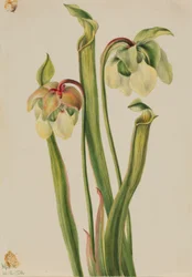 Hybridkrukväxt (Sarracenia minor)