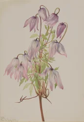 Jicarilla Clematis pseudoalpina, 1933.