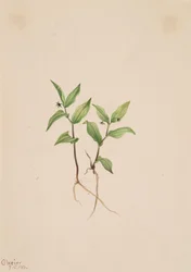 Kruhsea Kruhsea streptopoides, 1913.