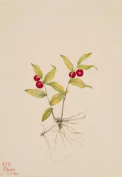 Kruhsea Kruhsea streptopoides, 1922.